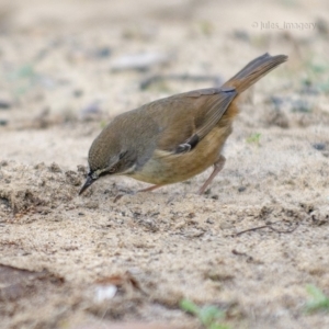 Sericornis frontalis at Bald Hills, NSW - 19 Jun 2019 05:15 AM