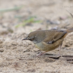 Sericornis frontalis at Bald Hills, NSW - 19 Jun 2019