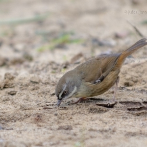 Sericornis frontalis at Bald Hills, NSW - 19 Jun 2019