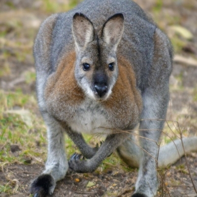 Notamacropus rufogriseus (Red-necked Wallaby) at Bald Hills, NSW - 9 Jul 2019 by JulesPhotographer