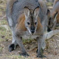 Notamacropus rufogriseus at Bald Hills, NSW - 10 Jul 2019