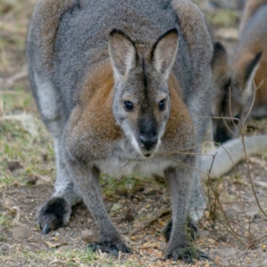 Notamacropus rufogriseus at Bald Hills, NSW - 10 Jul 2019 06:31 AM