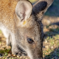 Notamacropus rufogriseus at Bald Hills, NSW - 10 Jul 2019