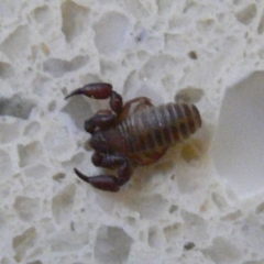 Conicochernes sp. (genus) (Chernetid Pseudoscorpion) at Kambah, ACT - 19 Nov 2009 by HarveyPerkins