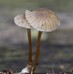 Mycena sp. (Mycena) at Goodenia Rainforest Walk - 6 Jul 2019 by Teresa