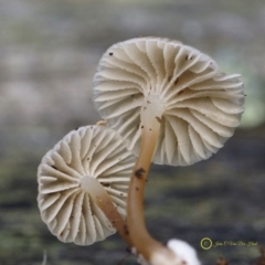 Mycena sp. (genus) at South Wolumla, NSW - 7 Jul 2019 12:00 AM