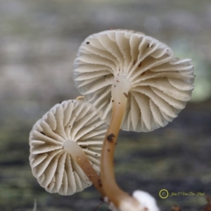 Mycena sp. at South Wolumla, NSW - 7 Jul 2019 12:00 AM