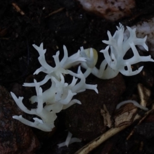 Clavulina sp. at Kianga, NSW - 10 Jul 2019