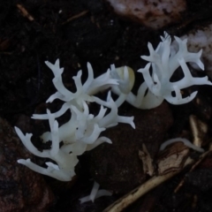 Clavulina sp. (A coral fungus) at Bodalla State Forest - 9 Jul 2019 by Teresa