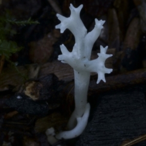 Clavulina sp. at Kianga, NSW - 10 Jul 2019