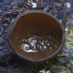Peziza thozetii (A Cup Fungi) at Bodalla State Forest - 10 Jul 2019 by Teresa