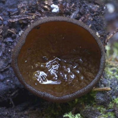 Peziza thozetii (A Cup Fungi) at Kianga, NSW - 10 Jul 2019 by Teresa