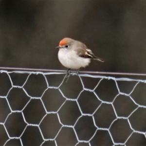 Petroica goodenovii at Yass, NSW - 7 Jun 2019 12:26 PM