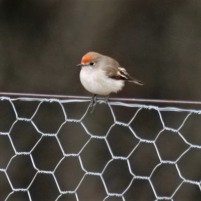 Petroica goodenovii (Red-capped Robin) at Yass, NSW - 7 Jun 2019 by MattM