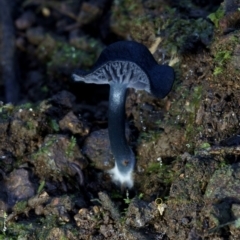 Entoloma discrepans at Kianga, NSW - 10 Jul 2019 by Teresa