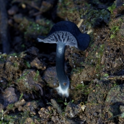 Entoloma discrepans at Box Cutting Rainforest Walk - 10 Jul 2019 by Teresa