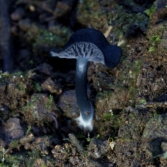 Entoloma discrepans at Bodalla State Forest - 10 Jul 2019 by Teresa
