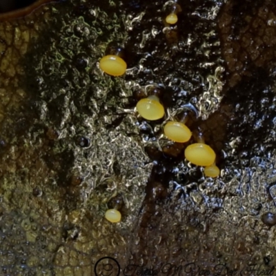 zz – ascomycetes - apothecial (Cup fungus) at Bodalla State Forest - 9 Jul 2019 by Teresa