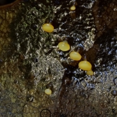 zz – ascomycetes - apothecial (Cup fungus) at Kianga, NSW - 9 Jul 2019 by Teresa