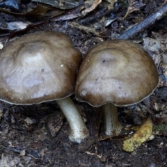 Pluteus sp. at Bodalla State Forest - 11 Jul 2019 by Teresa
