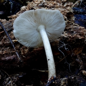 Pluteus sp. at Box Cutting Rainforest Walk - 11 Jul 2019