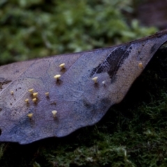 zz – ascomycetes - apothecial (Cup fungus) at Bodalla State Forest - 11 Jul 2019 by Teresa