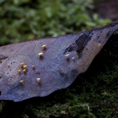 zz – ascomycetes - apothecial (Cup fungus) at Bodalla State Forest - 11 Jul 2019 by Teresa