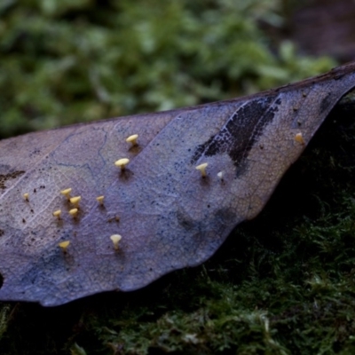 zz – ascomycetes - apothecial (Cup fungus) at Box Cutting Rainforest Walk - 12 Jul 2019 by Teresa