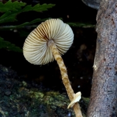 Conocybe filaris (Conocybe filaris) at Kianga, NSW - 11 Jul 2019 by Teresa