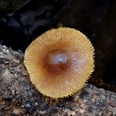 Conocybe filaris at Box Cutting Rainforest Walk - 12 Jul 2019 12:00 AM