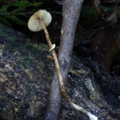 Conocybe filaris at Box Cutting Rainforest Walk - 12 Jul 2019 12:00 AM