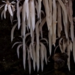 Deflexula fascicularis at suppressed - suppressed