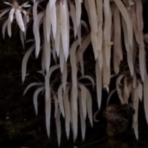 Deflexula fascicularis at suppressed - suppressed
