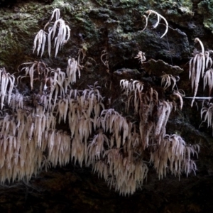 Deflexula fascicularis at suppressed - suppressed