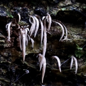 Deflexula fascicularis at suppressed - suppressed