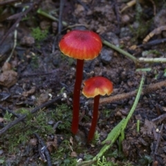 Hygrocybe miniata (Hygrocybe miniata) at Kianga, NSW - 12 Jul 2019 by Teresa