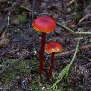 Hygrocybe miniata at suppressed - suppressed