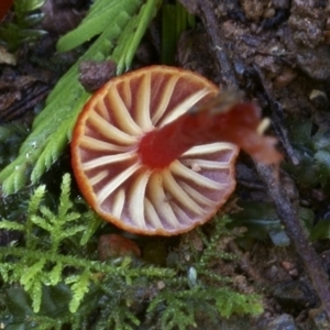 Hygrocybe miniata at suppressed - 12 Jul 2019