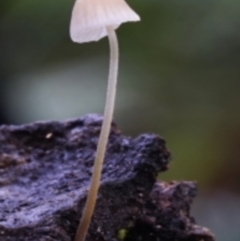 Mycena sp. (Mycena) at Kianga, NSW - 11 Jul 2019 by Teresa