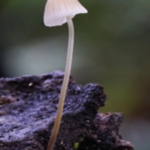 Mycena sp. at Box Cutting Rainforest Walk - 12 Jul 2019