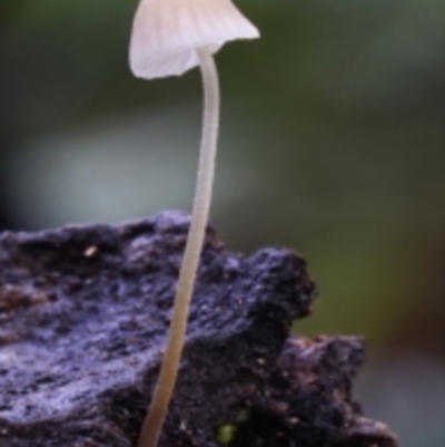 Mycena sp. (genus) (Mycena) at Box Cutting Rainforest Walk - 12 Jul 2019 by Teresa