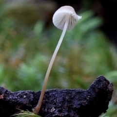 Mycena sp. (genus) at Box Cutting Rainforest Walk - 12 Jul 2019 12:00 AM
