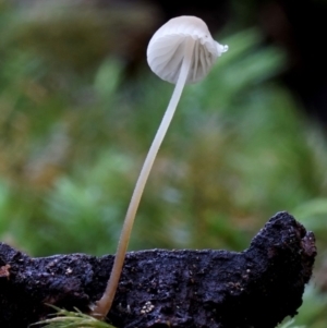 Mycena sp. at Box Cutting Rainforest Walk - 12 Jul 2019