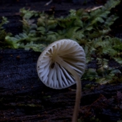 Mycena sp. at Box Cutting Rainforest Walk - 12 Jul 2019