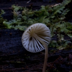 Mycena sp. (genus) at Box Cutting Rainforest Walk - 12 Jul 2019 12:00 AM