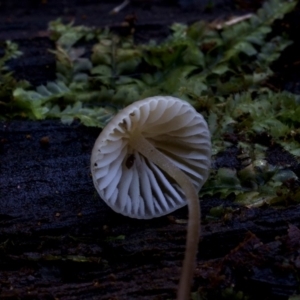 Mycena sp. at Box Cutting Rainforest Walk - 12 Jul 2019