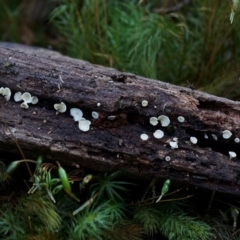 Lachnum sp. (Lachnum) at Box Cutting Rainforest Walk - 11 Jul 2019 by Teresa