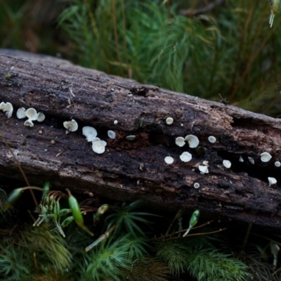 Lachnum sp. (Lachnum) at Box Cutting Rainforest Walk - 11 Jul 2019 by Teresa