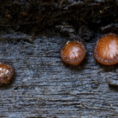 Scutellinia scutellata (Scutellinia scutellata) at Box Cutting Rainforest Walk - 11 Jul 2019 by Teresa