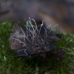 Xylaria sp. at Bodalla State Forest - 12 Jul 2019 by Teresa